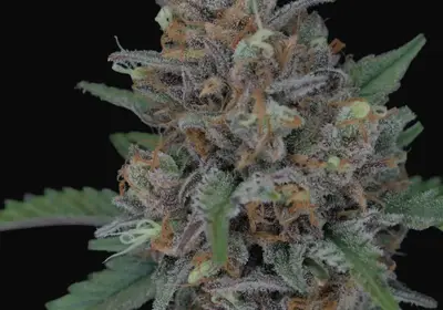 Purple Punch Auto