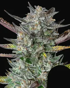Purple Punch Auto