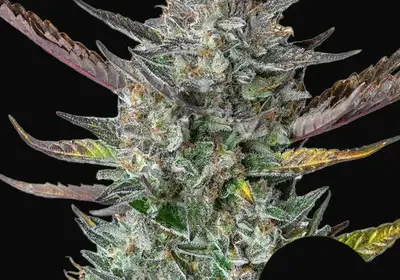 Purple Punch Auto