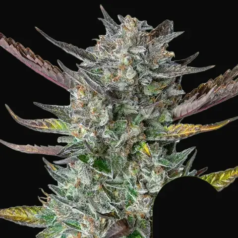 Purple Punch Auto