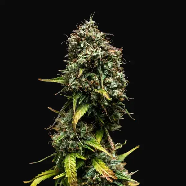 Purple Punch Auto — zdjęcie 4