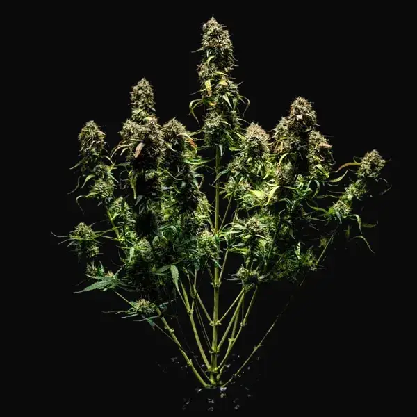 Purple Punch Auto — zdjęcie 6