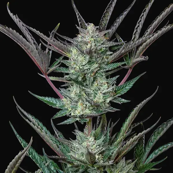 Purple Punch Auto — zdjęcie 3