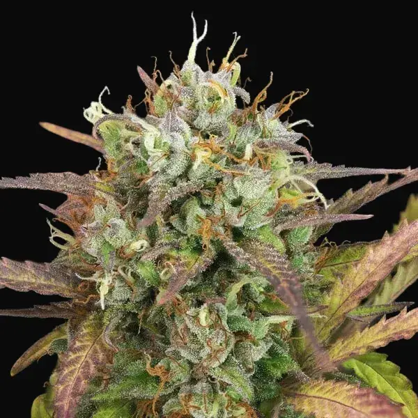 Purple Punch Auto — zdjęcie 5