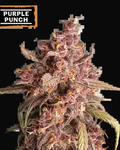 Purple Punch Auto