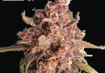Purple Punch Auto