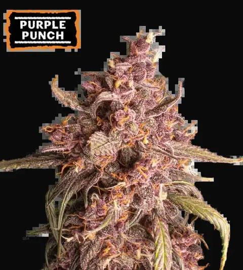Purple Punch Auto