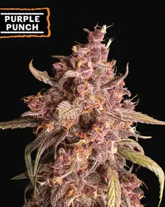 Purple Punch Auto