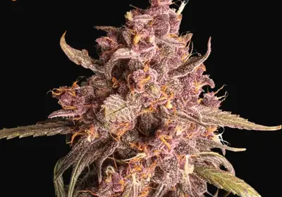 Purple Punch Auto