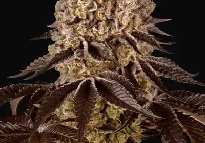 Purple Punch