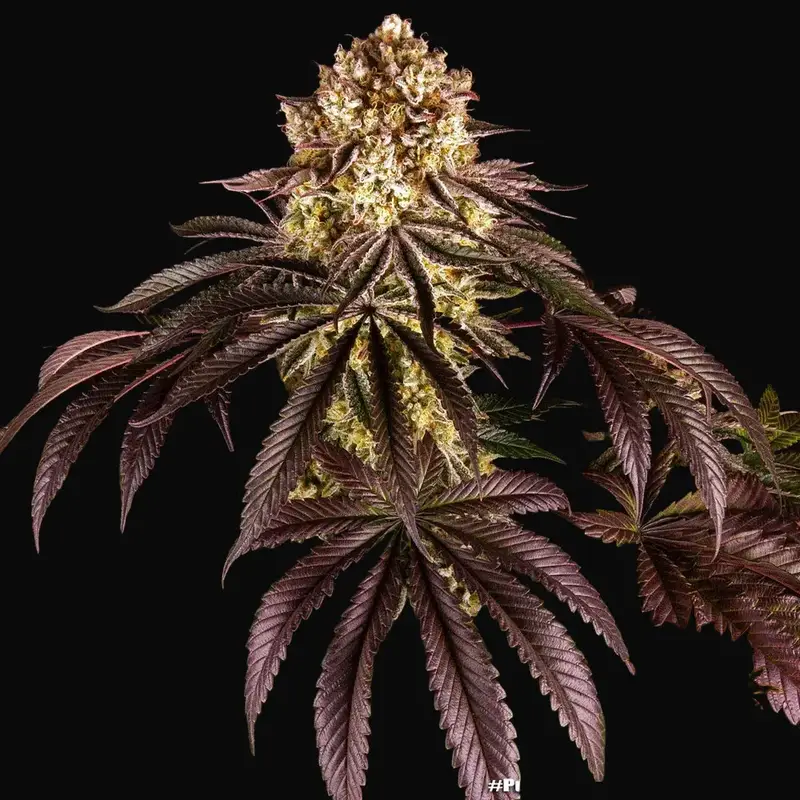 Purple Punch — zdjęcie 3