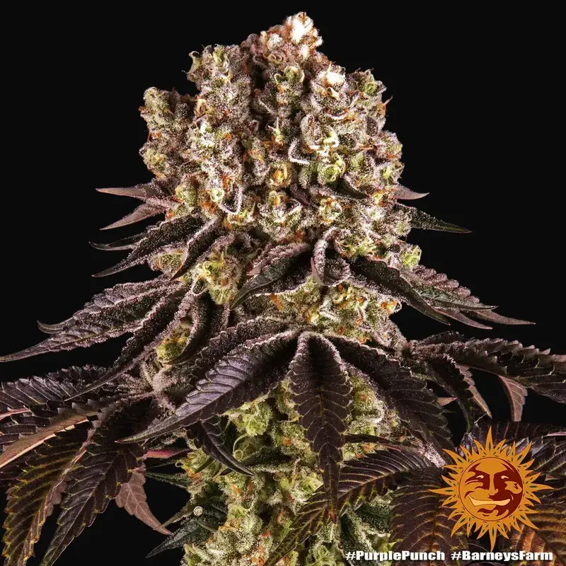 Purple Punch — zdjęcie 4