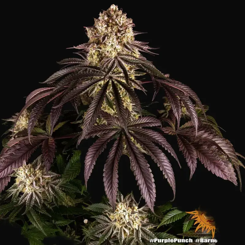 Purple Punch — zdjęcie 5
