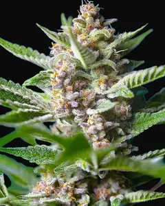 Purple Punch OG