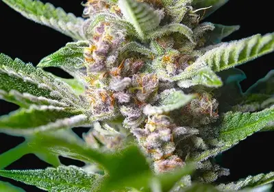 Purple Punch OG