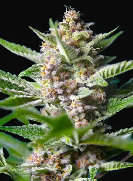 Purple Punch OG