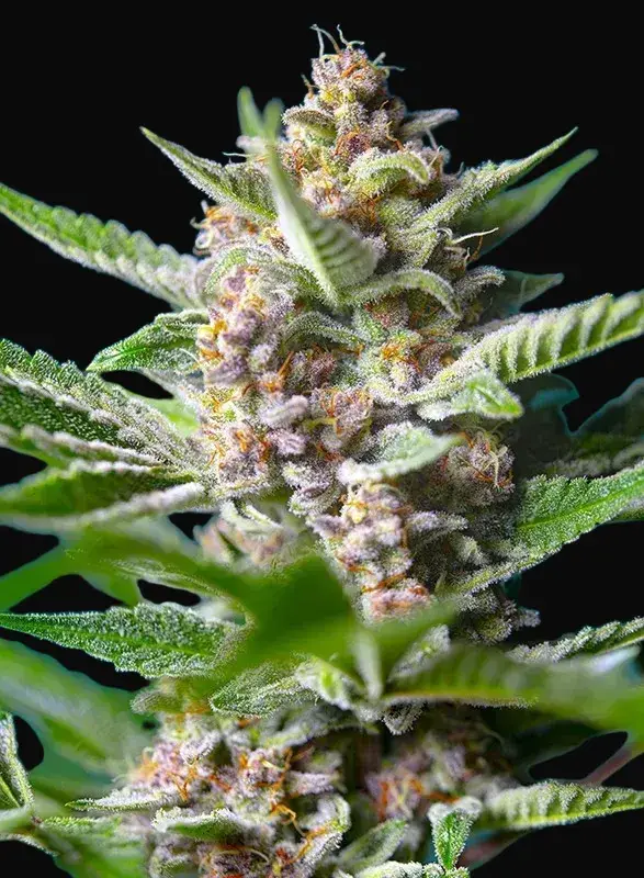 Purple Punch OG