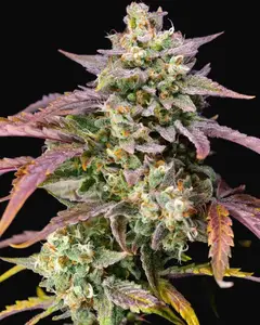 Purple Punch OG XL Auto