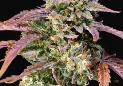 Purple Punch OG XL Auto