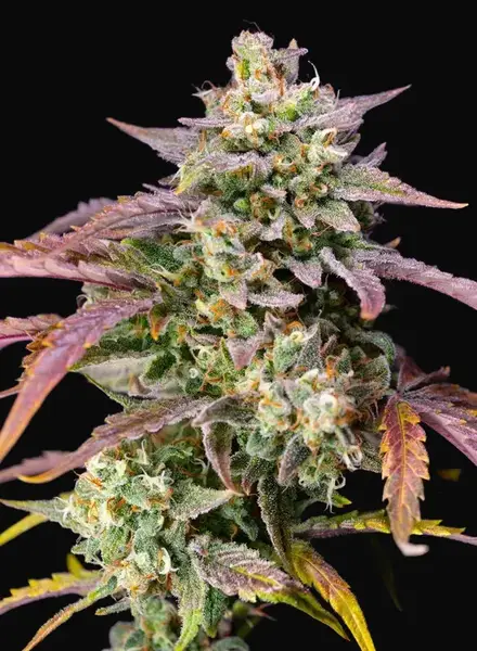 Purple Punch OG XL Auto