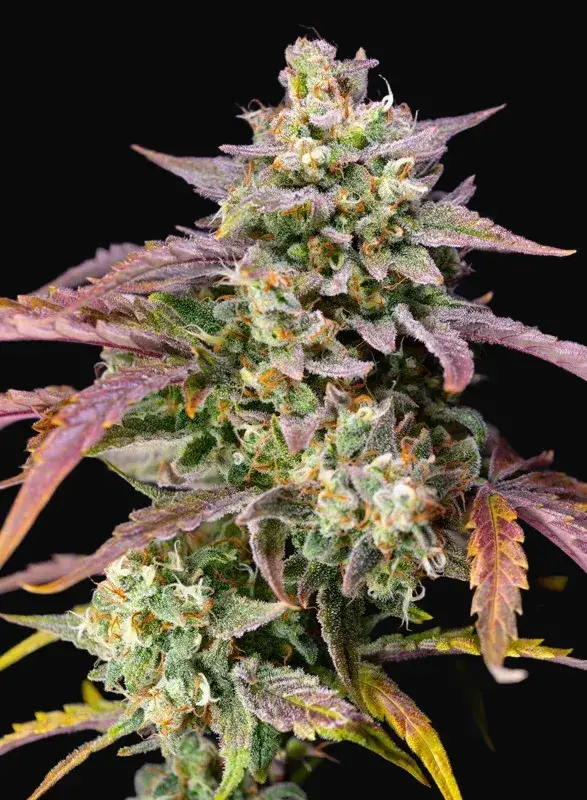Purple Punch OG XL Auto
