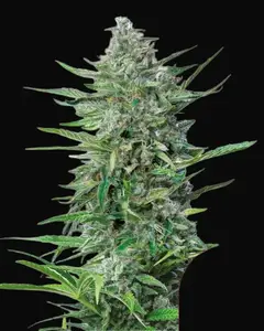 Purple Punch