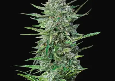 Purple Punch