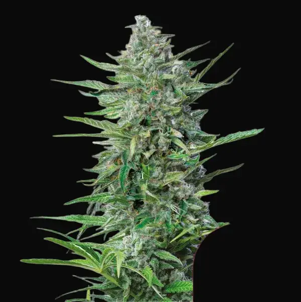 Purple Punch