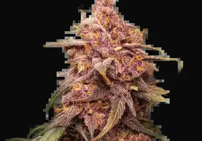 Purple Punch