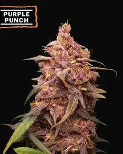 Purple Punch
