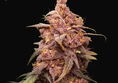 Purple Punch