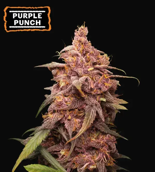 Purple Punch