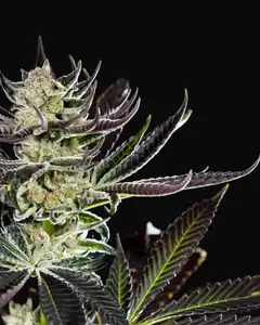 Purple Punch x Do-Si-Dos