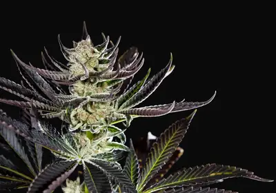 Purple Punch x Do-Si-Dos