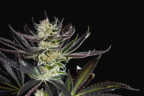 Purple Punch x Do-Si-Dos