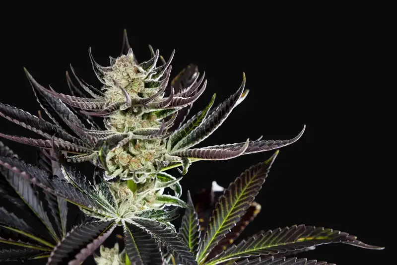 Purple Punch x Do-Si-Dos