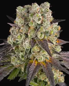 Purple Punch X Lemon Drizzle