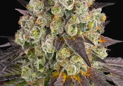 Purple Punch X Lemon Drizzle