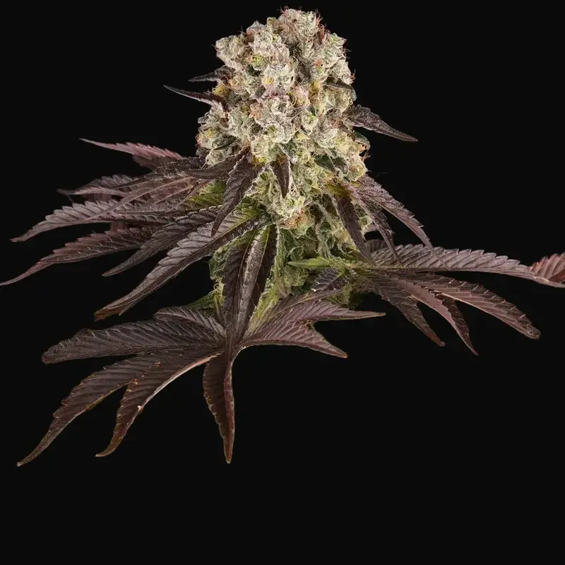 Purple Punch X Lemon Drizzle — zdjęcie 5