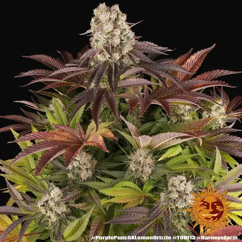 Purple Punch X Lemon Drizzle — zdjęcie 4