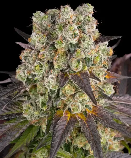 Purple Punch X Lemon Drizzle
