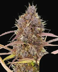 Purple Queen Auto