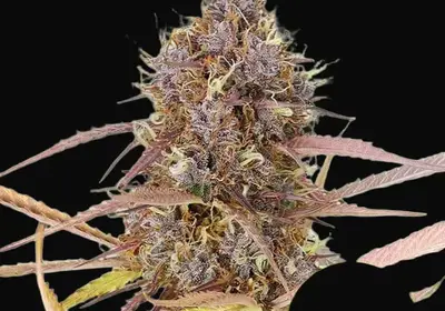 Purple Queen Auto