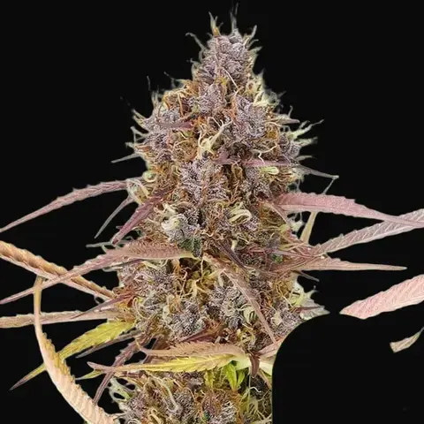 Purple Queen Auto