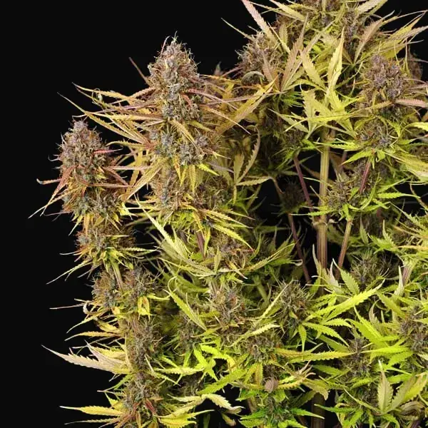 Purple Queen Auto — zdjęcie 4