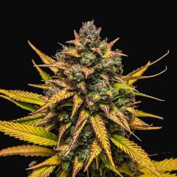 Purple Queen Auto — zdjęcie 6