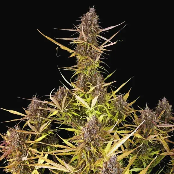 Purple Queen Auto — zdjęcie 3