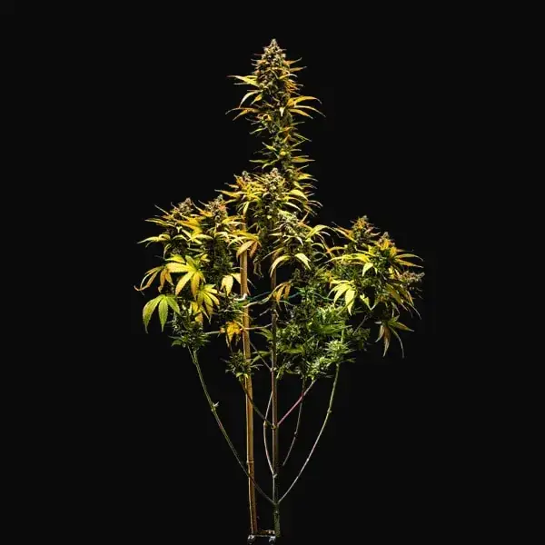 Purple Queen Auto — zdjęcie 7