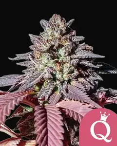 Purple Queen