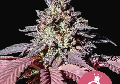 Purple Queen